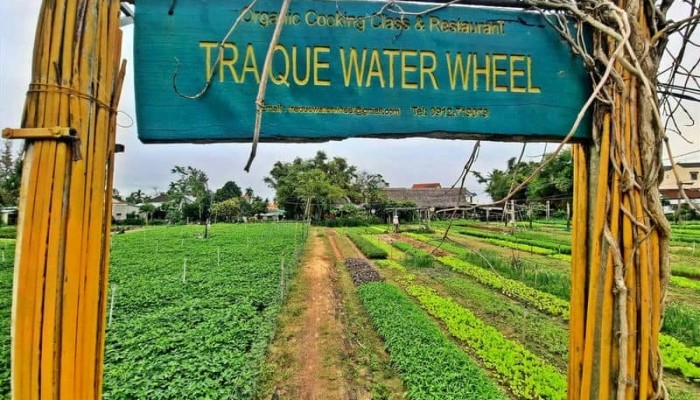 tra que villaggio di verdura _vegetable_viaggio in vietnam